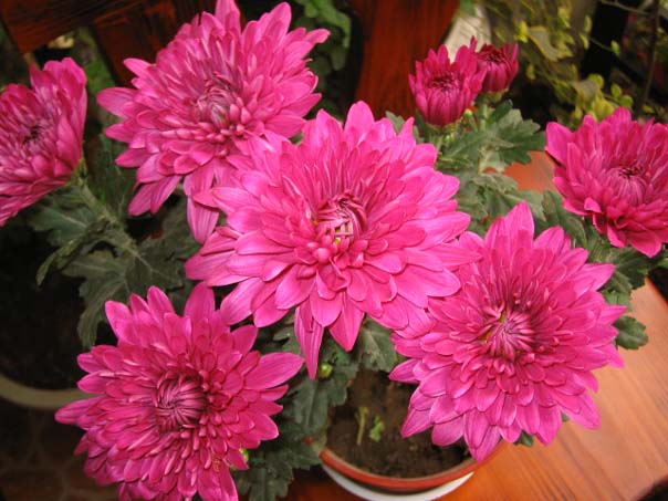 [��ͼ]��̨�����㱨(��������PP--����PP��P6/7)