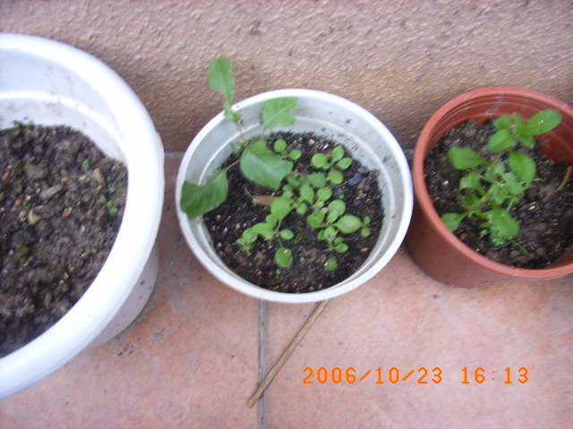 ѧ���輯˼����,DIYСԺ��