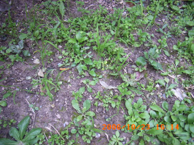 ѧ���輯˼����,DIYСԺ��