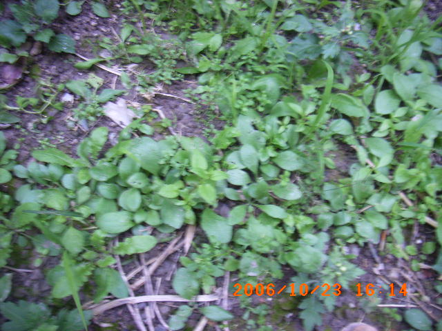 ѧ���輯˼����,DIYСԺ��