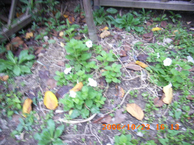 ѧ���輯˼����,DIYСԺ��