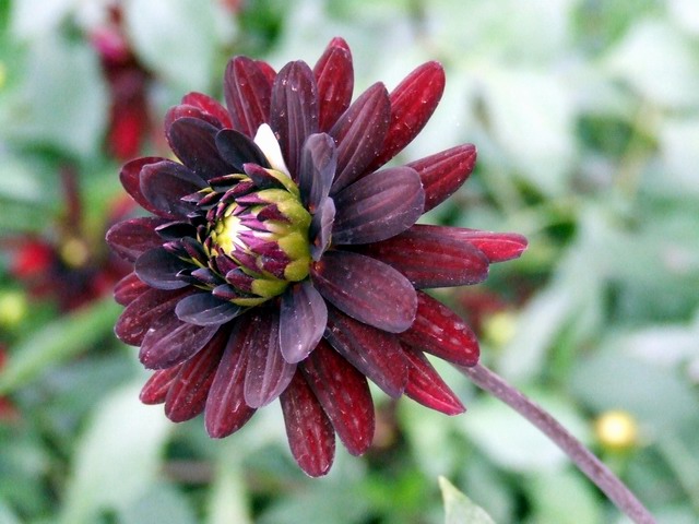 [ԭ��]������԰��--�ջ��������㣬������