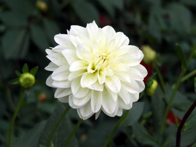 [ԭ��]������԰��--�ջ��������㣬������