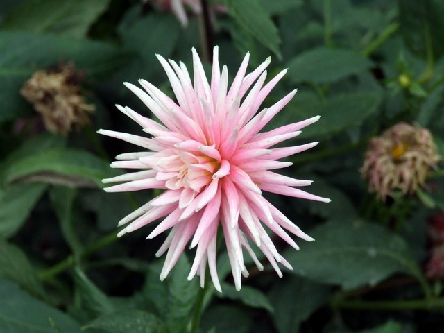 [ԭ��]������԰��--�ջ��������㣬������