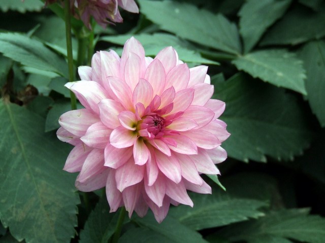 [ԭ��]������԰��--�ջ��������㣬������