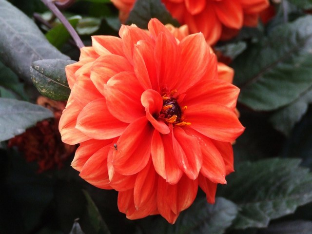 [ԭ��]������԰��--�ջ��������㣬������