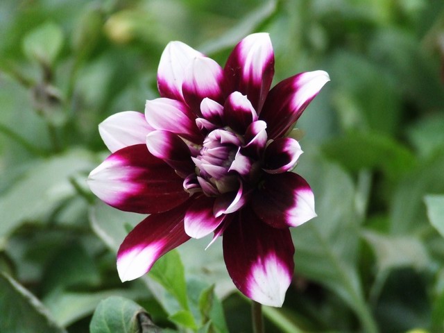 [ԭ��]������԰��--�ջ��������㣬������