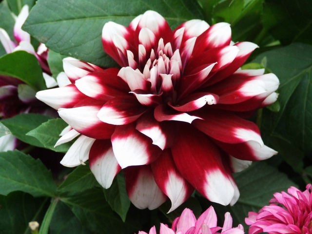 [ԭ��]������԰��--�ջ��������㣬������