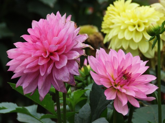 [ԭ��]������԰��--�ջ��������㣬������