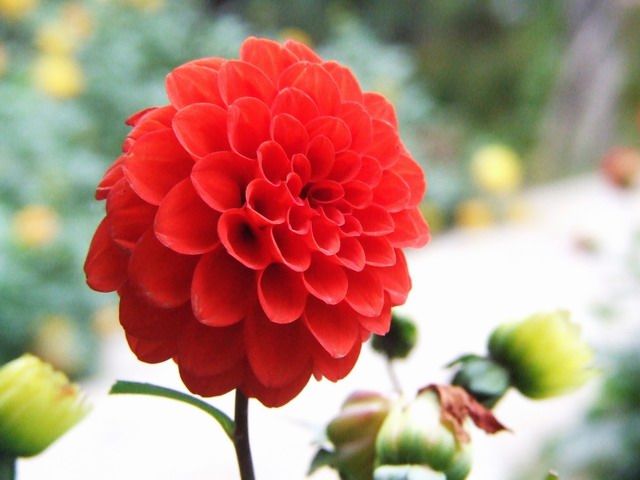 [ԭ��]������԰��--�ջ��������㣬������