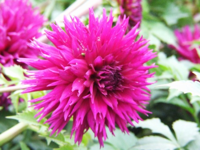 [ԭ��]������԰��--�ջ��������㣬������