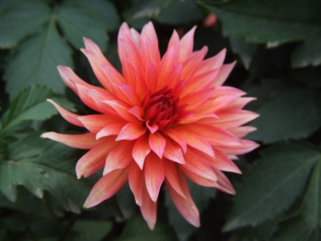 [ԭ��]������԰��--�ջ��������㣬������