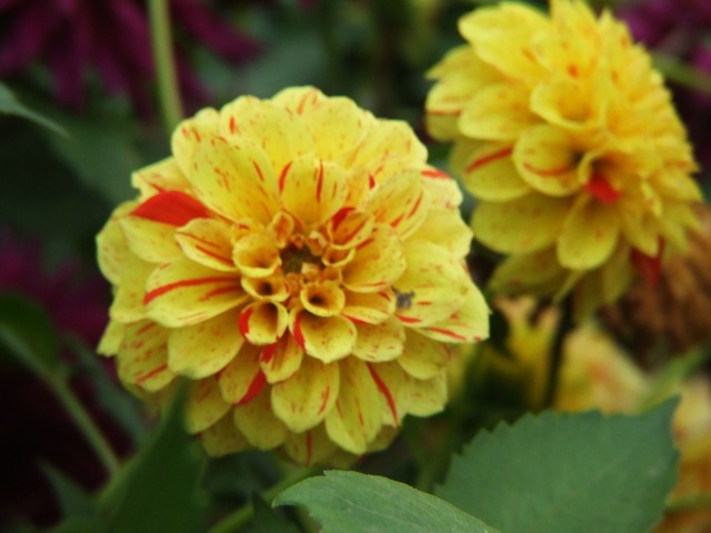 [ԭ��]������԰��--�ջ��������㣬������