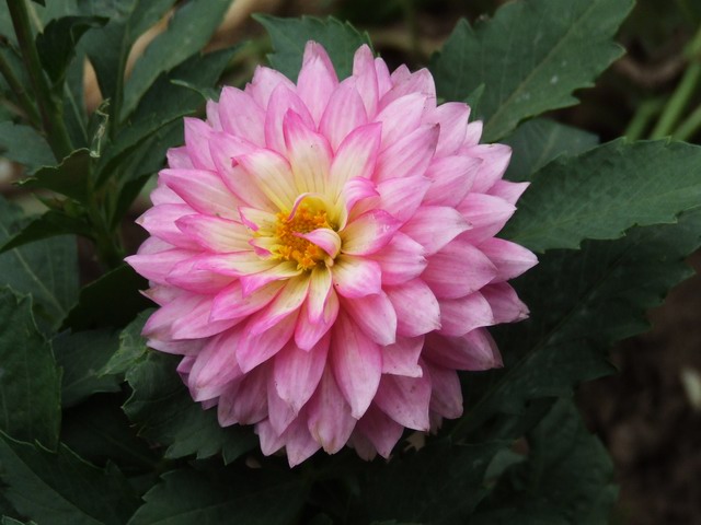 [ԭ��]������԰��--�ջ��������㣬������