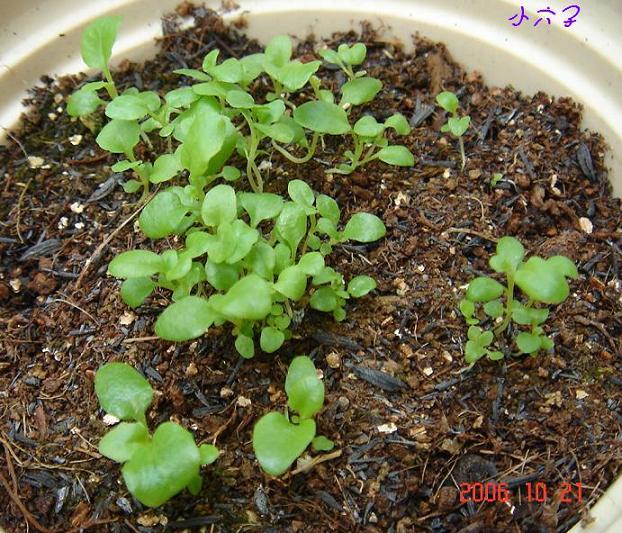 С�������ڳɳ���P18�����ҡ�10/20��