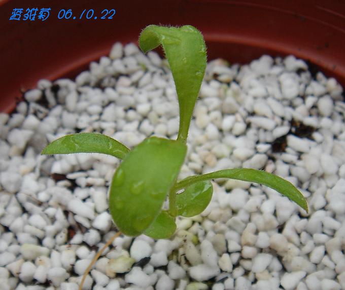 С�������ڳɳ���P18�����ҡ�10/20��