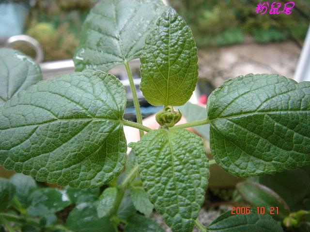 С�������ڳɳ���P18�����ҡ�10/20��