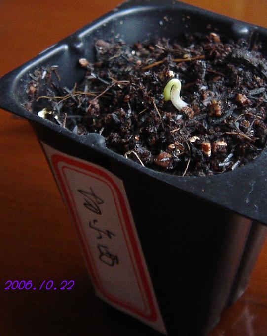 С�������ڳɳ���P18�����ҡ�10/20��