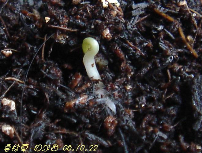 С�������ڳɳ���P18�����ҡ�10/20��