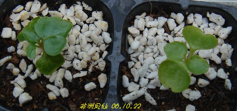 С�������ڳɳ���P18�����ҡ�10/20��