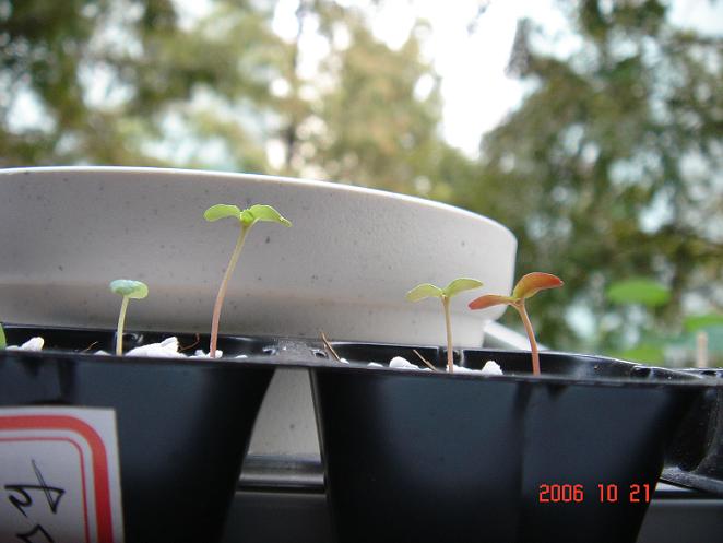 С�������ڳɳ���P18�����ҡ�10/20��