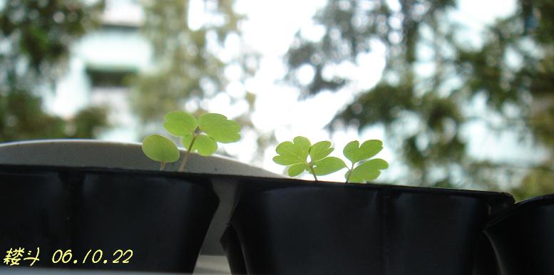 С�������ڳɳ���P18�����ҡ�10/20��