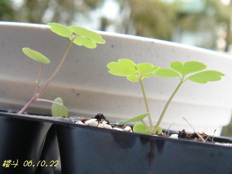 С�������ڳɳ���P18�����ҡ�10/20��