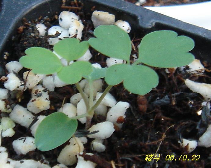 С�������ڳɳ���P18�����ҡ�10/20��