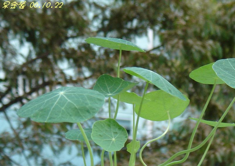 С�������ڳɳ���P18�����ҡ�10/20��