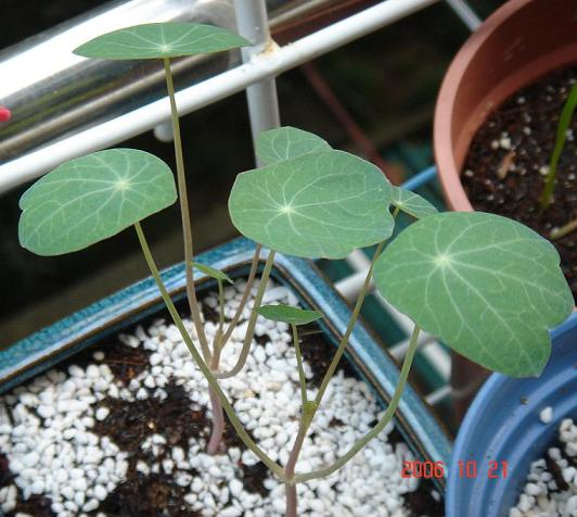 С�������ڳɳ���P18�����ҡ�10/20��