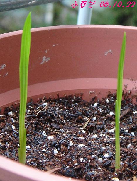 [��ͼ]��ѿ�����ǡ����غ컨��