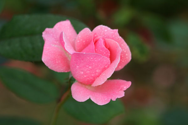 �¼���������ʯ���06.10.20