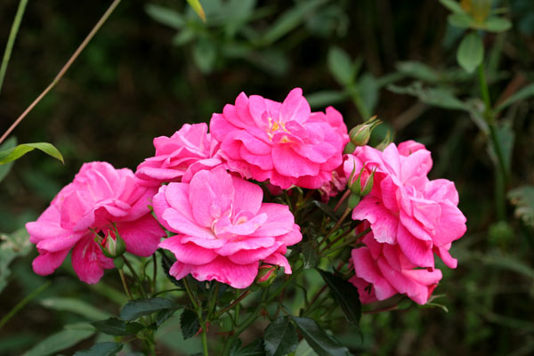 �¼���������ʯ���06.10.20
