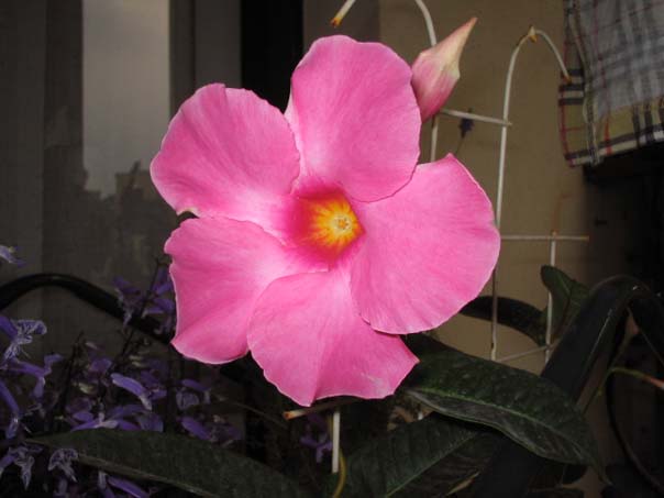 [��ͼ]��̨�����㱨(��������PP--����PP��P6/7)