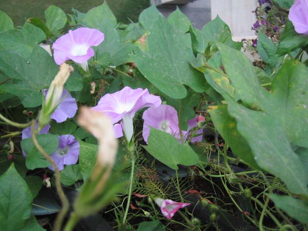 [��ͼ]��̨�����㱨(��������PP--����PP��P6/7)