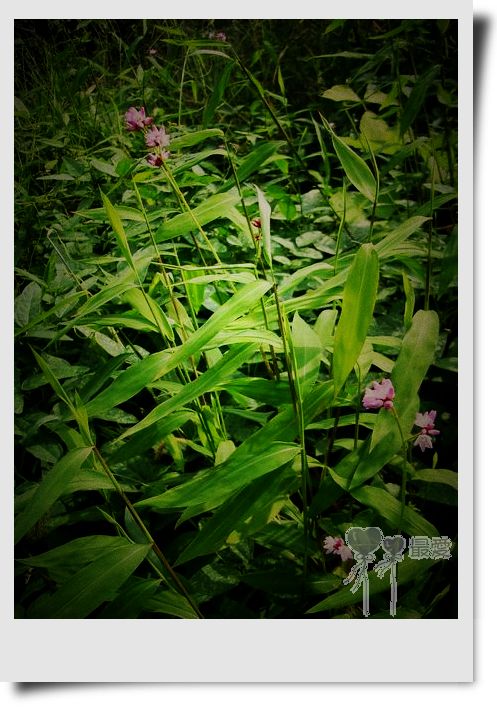 �Ұ�...���ڿ���ɽ�������·��