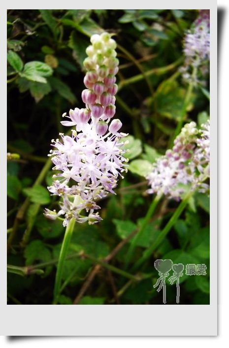 �Ұ�...���ڿ���ɽ�������·��