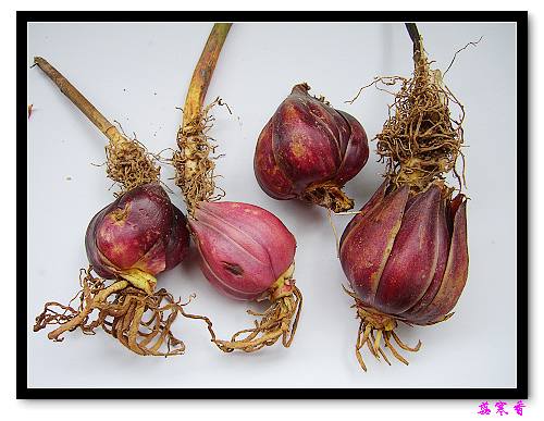 �ٺ�?ɽ��?����һ�ֻ�����