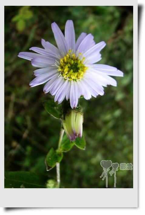 �Ұ�...���ڿ���ɽ�������·��