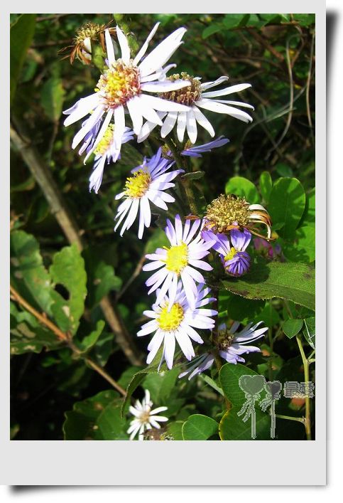 �Ұ�...���ڿ���ɽ�������·��