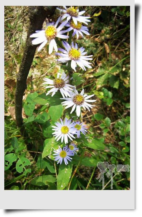 �Ұ�...���ڿ���ɽ�������·��