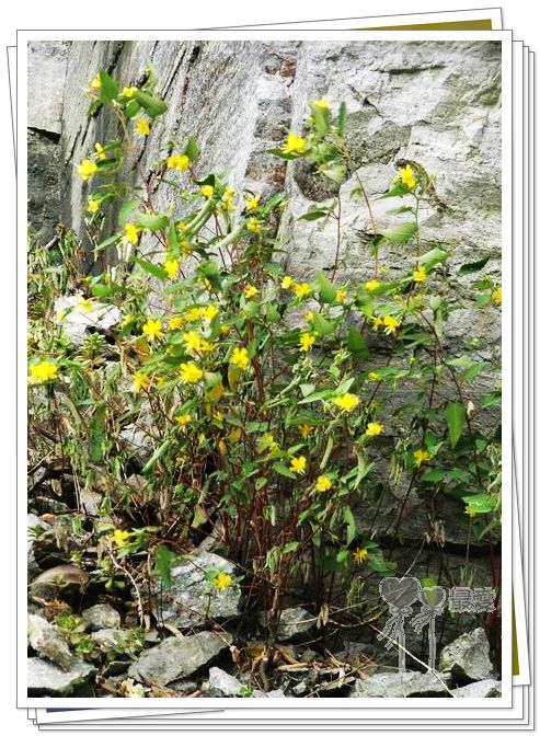 �Ұ�...���ڿ���ɽ�������·��