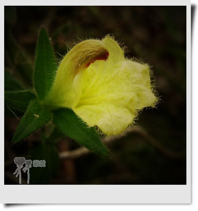 �Ұ�...���ڿ���ɽ�������·��