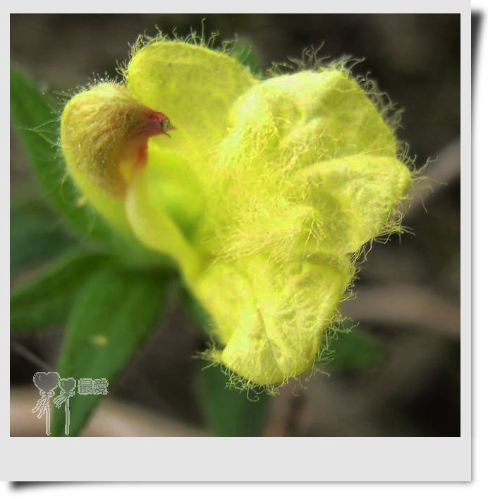 �Ұ�...���ڿ���ɽ�������·��