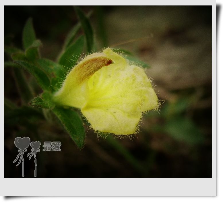 �Ұ�...���ڿ���ɽ�������·��