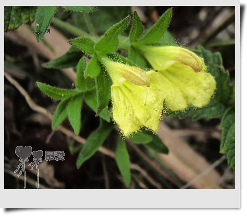 �Ұ�...���ڿ���ɽ�������·��