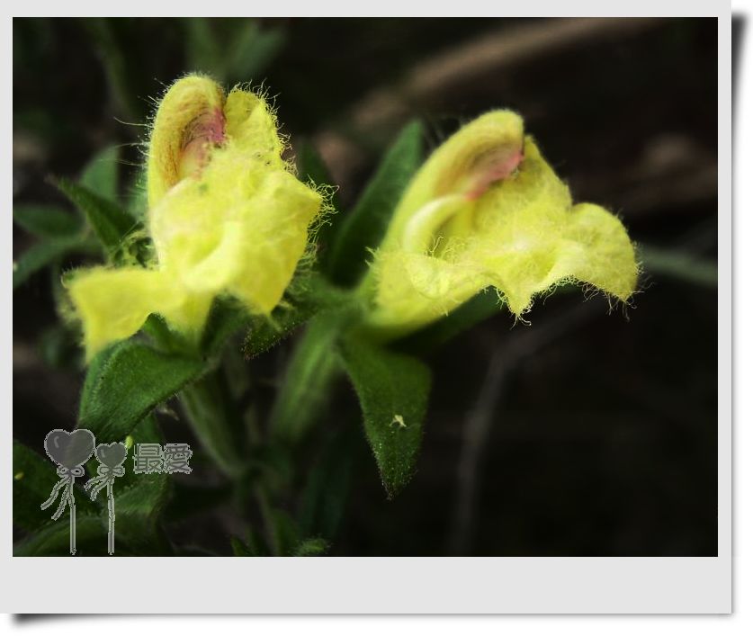 �Ұ�...���ڿ���ɽ�������·��