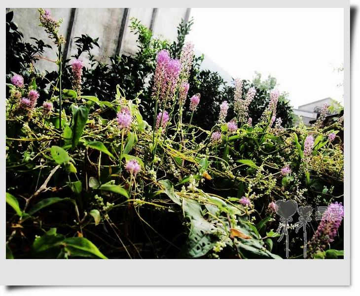 �Ұ�...���ڿ���ɽ�������·��