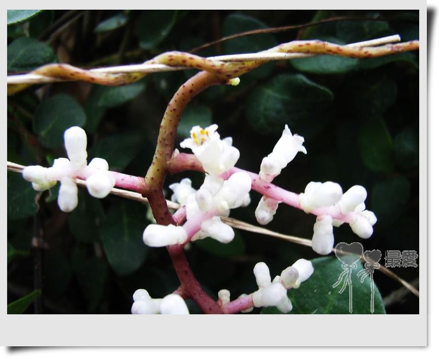 �Ұ�...���ڿ���ɽ�������·��