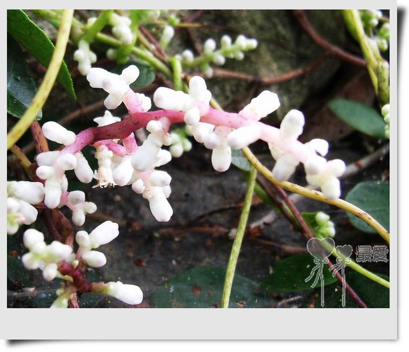 �Ұ�...���ڿ���ɽ�������·��